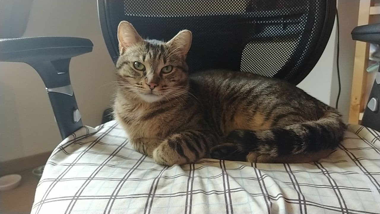 A tabby cat laying on a chair, looking at you menacingly